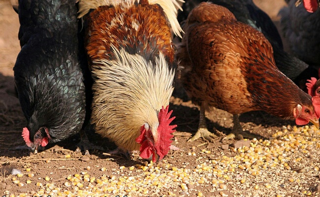 برگزاری دوره آموزشی و ترویجی آشنایی با بیماری آنفلوانزای فوق حاد پرندگان در شهرستان شفت